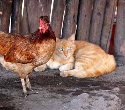 kucing dengan ayam