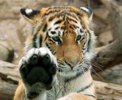 harimau buat high five 