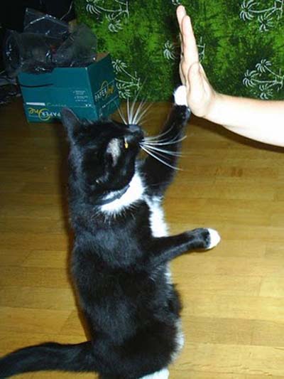 kucing buat high five 