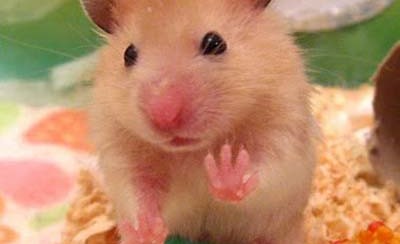 hamster buat high five