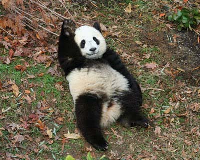 panda buat high five 