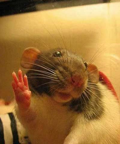 tikus buat high five 