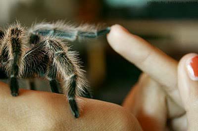 high five dengan tarantula..