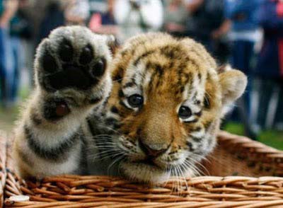 anak harimau buat high five