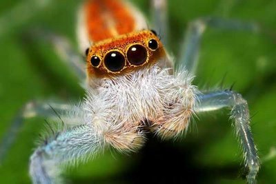 cute animals spiders (13)