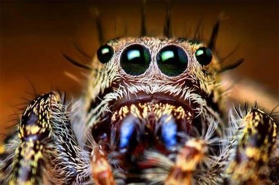 cute animals spiders (14)