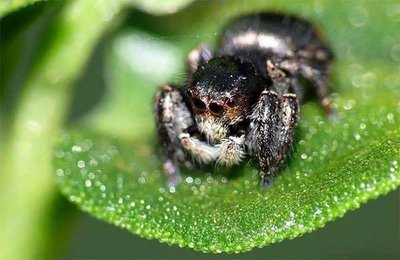 cute animals spiders (9) cute animals spiders (9)