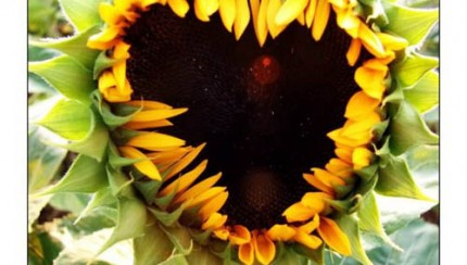bunga matahari bentuk hati.. cantik ni..