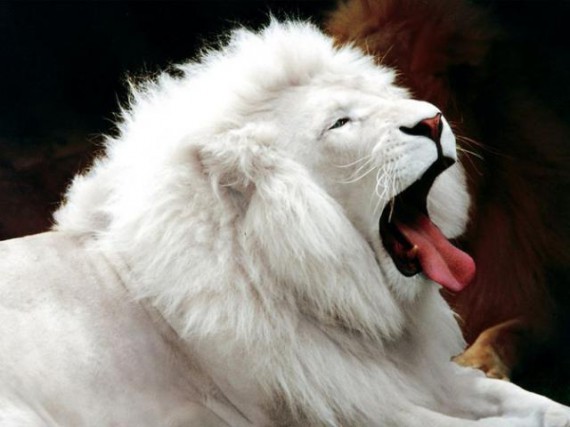 singa berwarna putih 