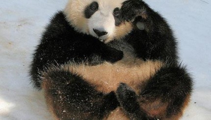 cute panda 4