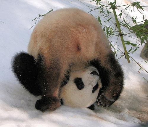 cute panda 3