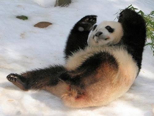 cute panda 2