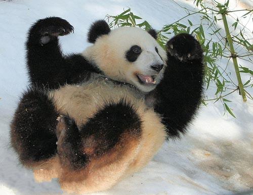 cute panda 5