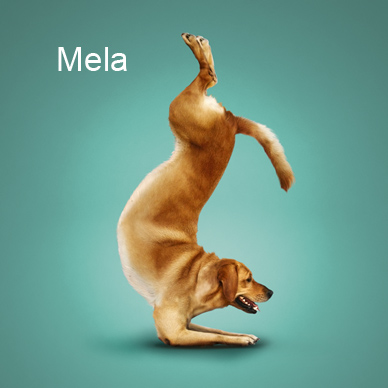Yoga_dogs13