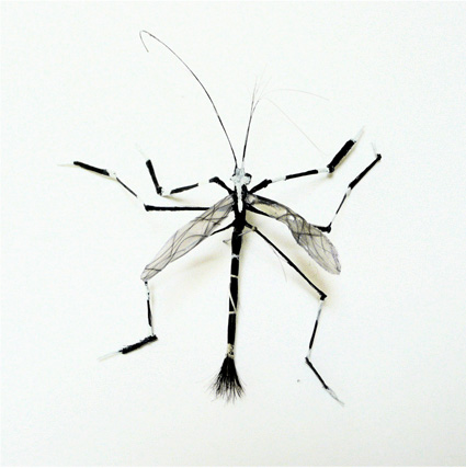 model serangga 2