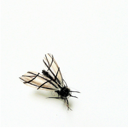 model serangga 8