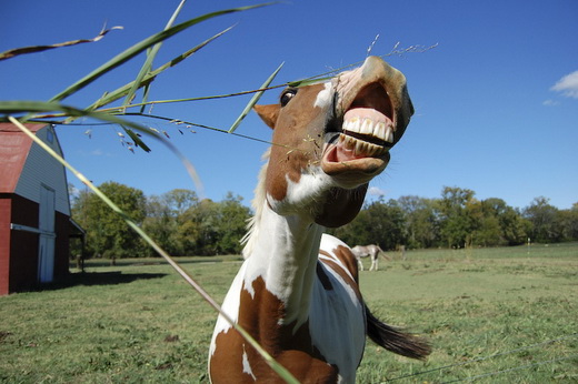 funny horse funny horse