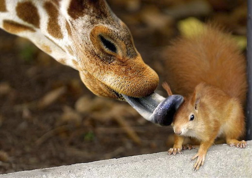 funny giraffe funny giraffe