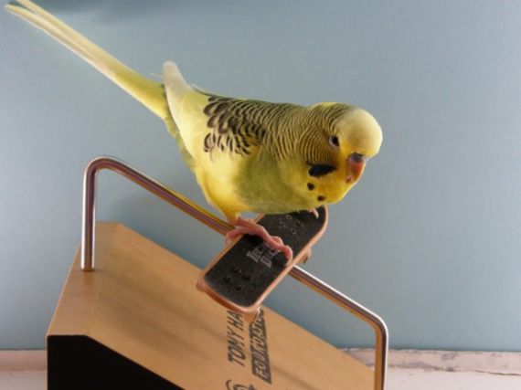 Burung kakak tua main skateboard 4