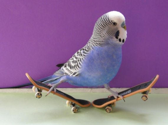 Burung kakak tua main skateboard 6