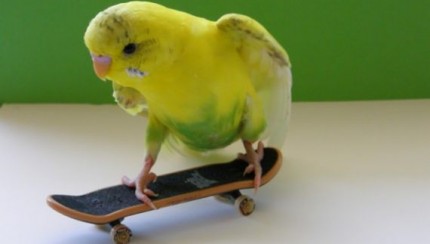 Burung kakak tua main skateboard 8