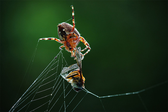 spider-macro-photography
