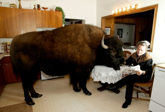 buffalo-in-kitchen