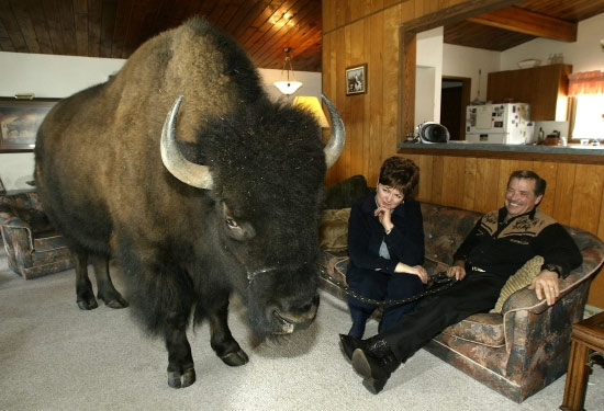 buffalo-inside-home