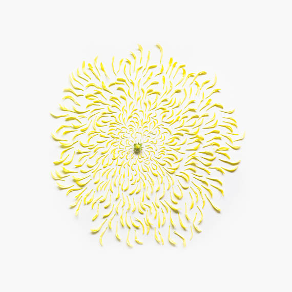 gambar bunga chrysanthemum meletup