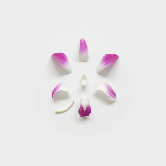 gambar bunga orkid meletup