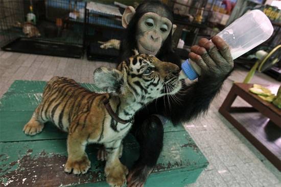 baby-tiger-and-monkey-1