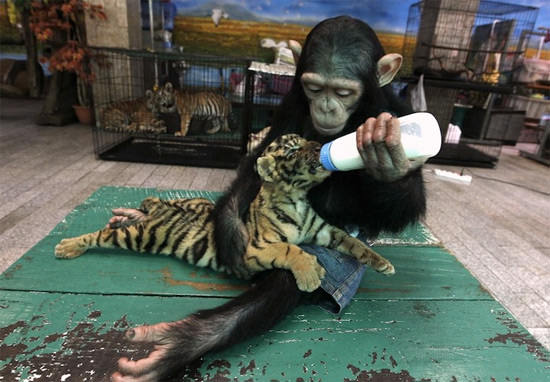 baby-tiger-and-monkey-8