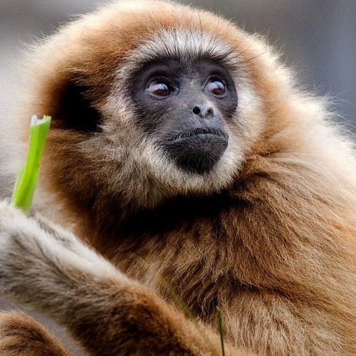 cute monkey