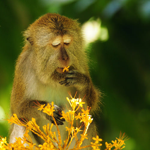 monyet dapat bunga