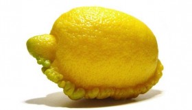 lemon karipap hahaha