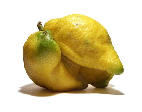 buah lemon pelik