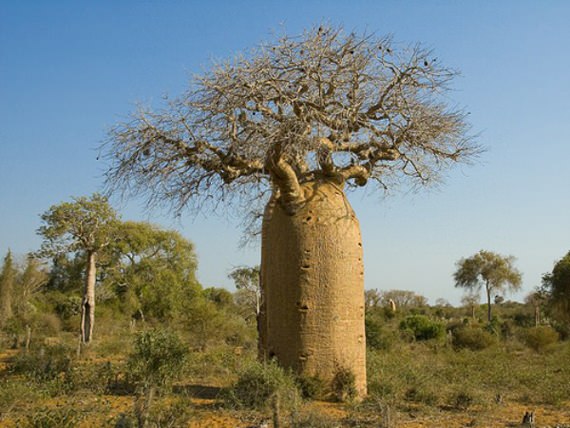 Pokok Baobab