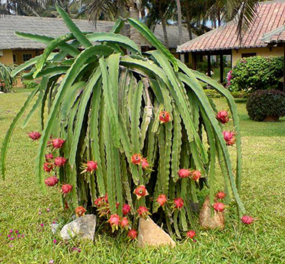 kaktus Buah naga