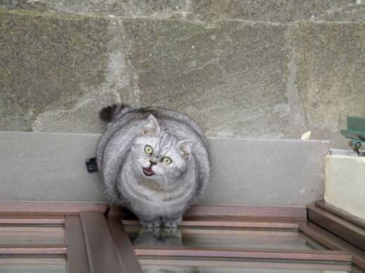 Cute-and-Funny-Pictures-of-Fat-Cat-Giuly