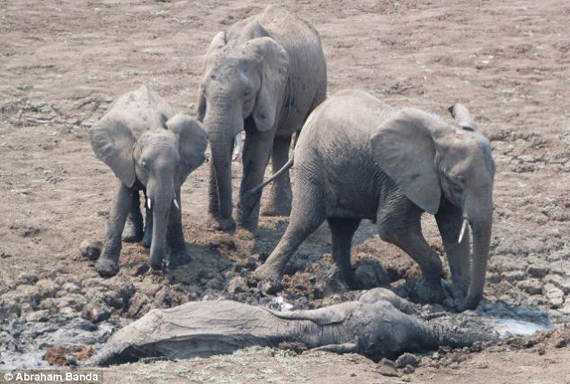 gajah accident 1