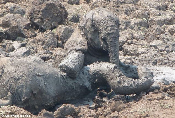 gajah terperangkap dalam lumpur 2