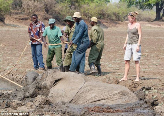 gajah terperangkap dalam lumpur 3