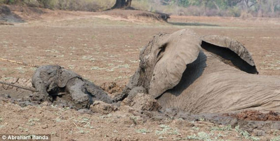 gajah terperangkap dalam lumpur 4