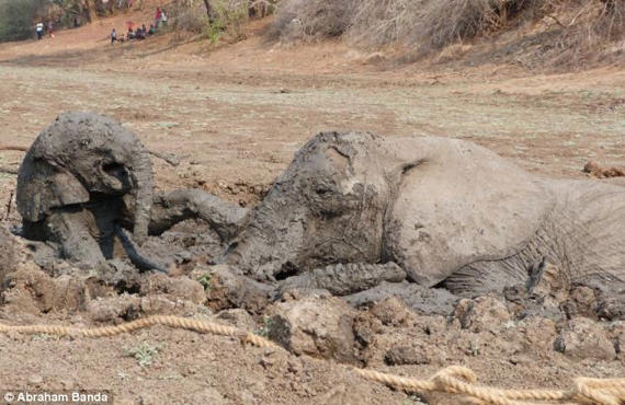 gajah terperangkap dalam lumpur 5