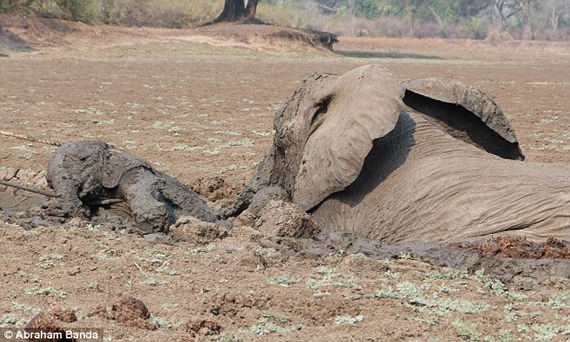 gajah terperangkap dalam lumpur 6