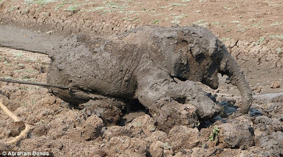 gajah terperangkap dalam lumpur 7