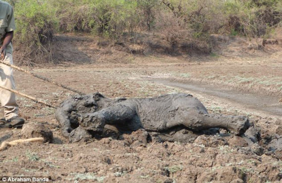 gajah terperangkap dalam lumpur 9