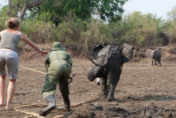 gajah terperangkap dalam lumpur 11