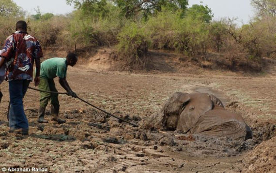 Menyelamatkan gajah terperangkap dalam lumpur 12