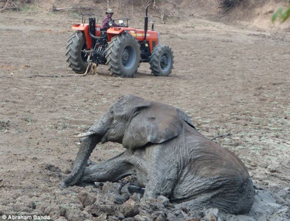 Menyelamatkan gajah terperangkap dalam lumpur 14